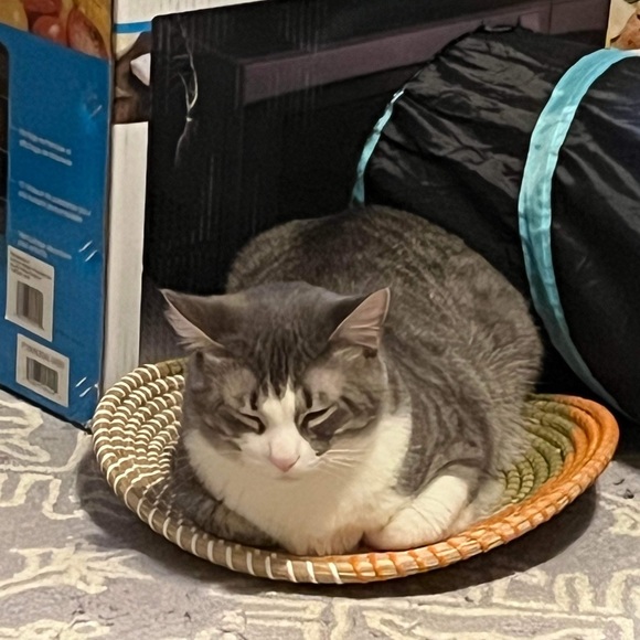 Round plate for cat dog - NWOT - Picture 3 of 4